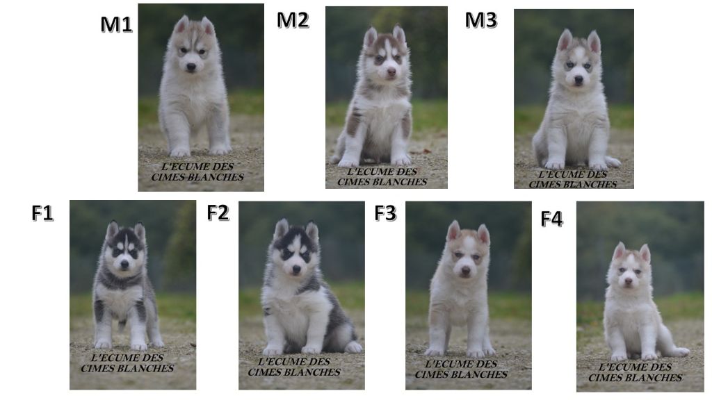 Chiot Siberian Husky de l'écume des cimes blanches