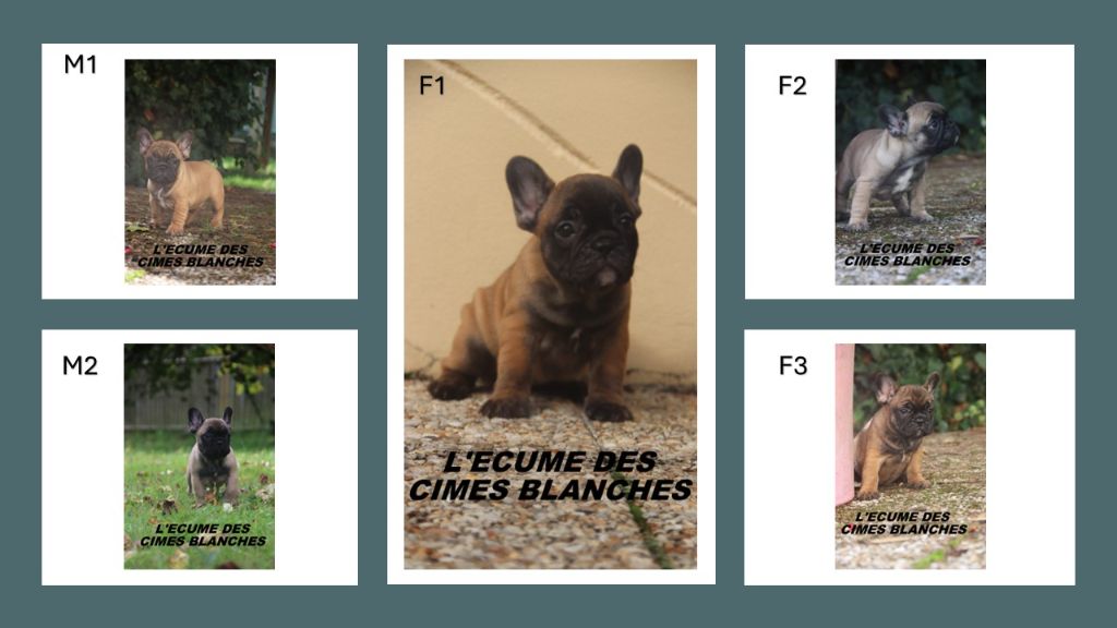 de l'écume des cimes blanches - Bouledogue français - Portée née le 19/07/2025
