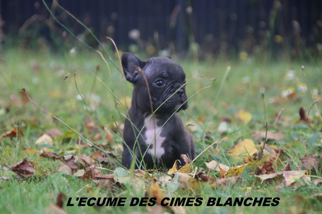 de l'écume des cimes blanches - Chiots disponibles - Bouledogue français