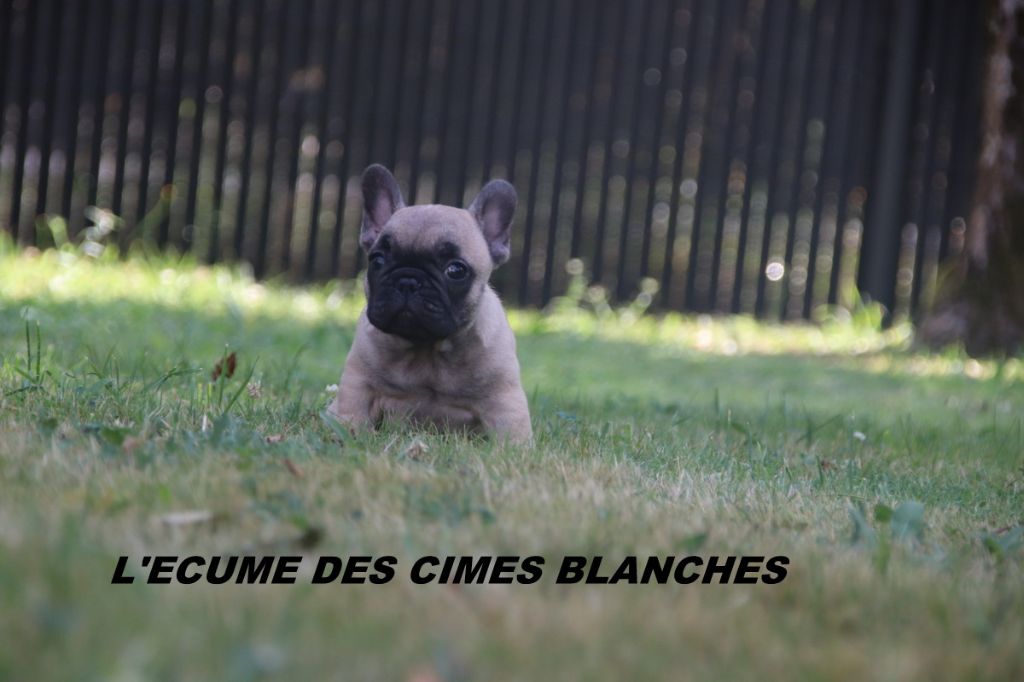 de l'écume des cimes blanches - Bouledogue français - Portée née le 09/05/2025