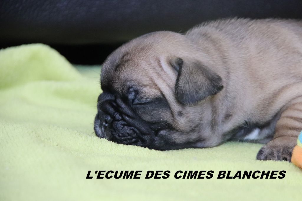 de l'écume des cimes blanches - Chiots disponibles - Bouledogue français