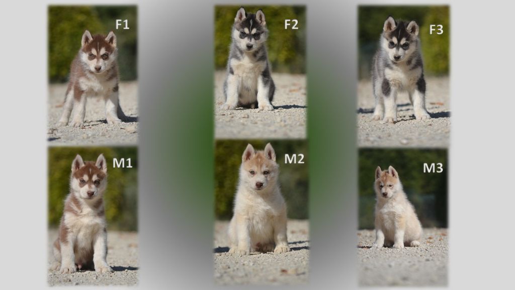 Chiot Siberian Husky de l'écume des cimes blanches