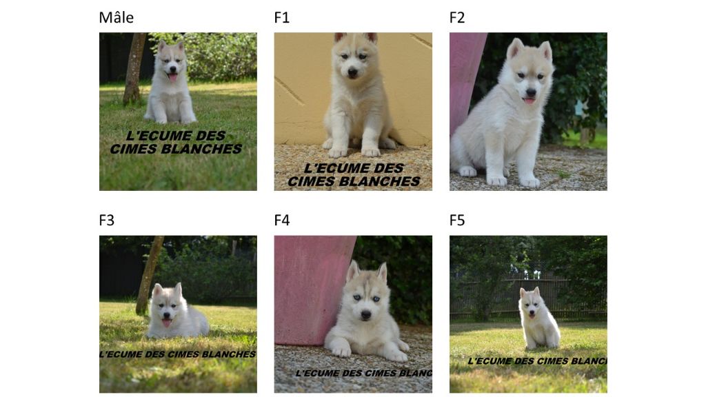 de l'écume des cimes blanches - Siberian Husky - Portée née le 16/05/2024