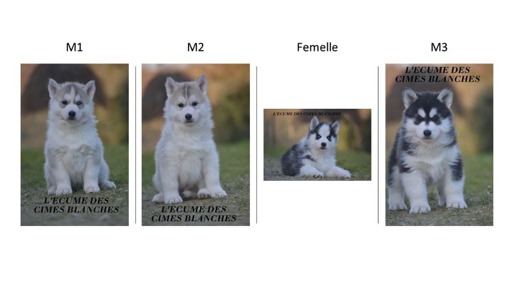 Chiot Siberian Husky de l'écume des cimes blanches