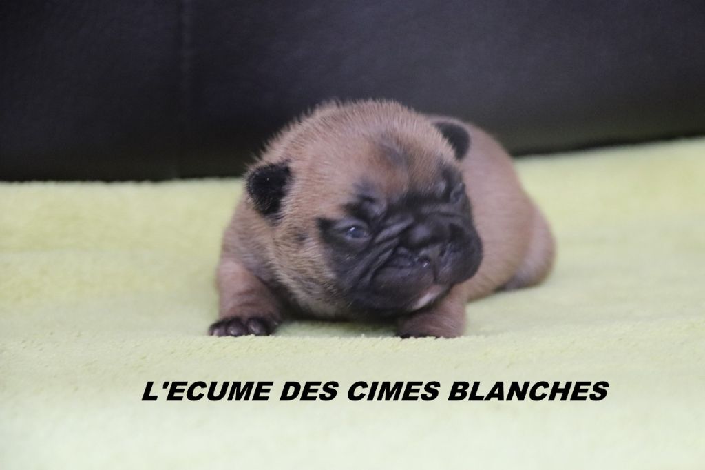 de l'écume des cimes blanches - Chiots disponibles - Bouledogue français