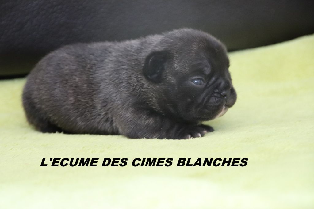 de l'écume des cimes blanches - Chiots disponibles - Bouledogue français