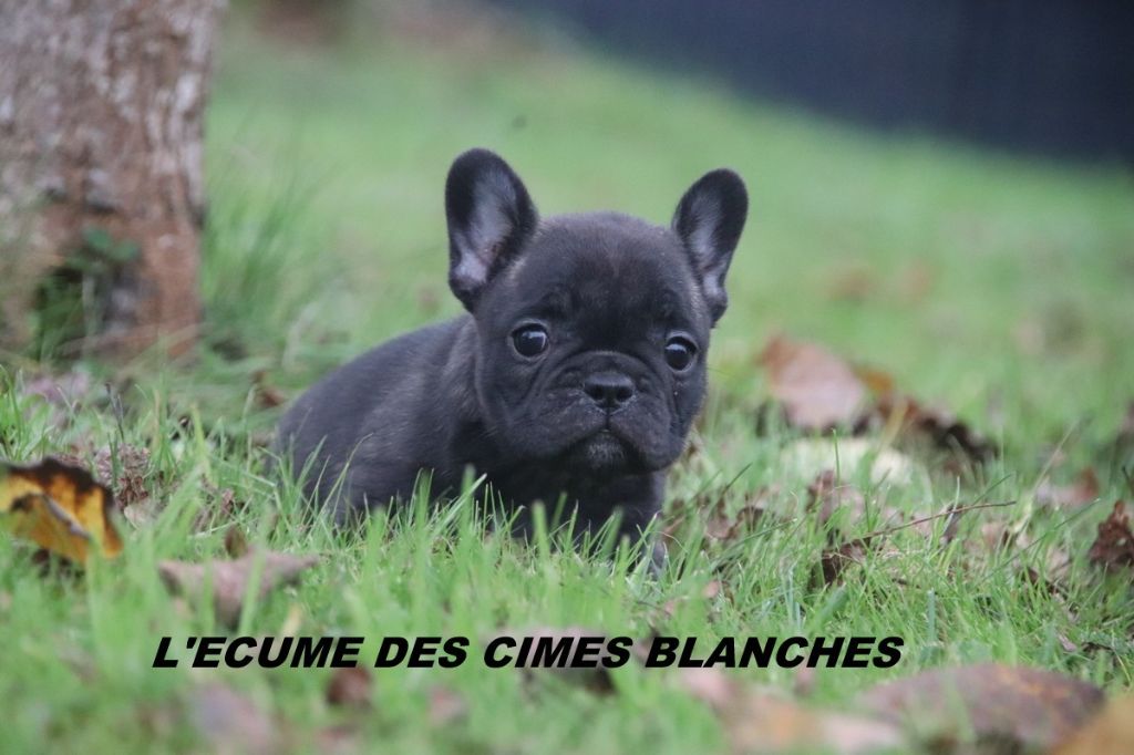 de l'écume des cimes blanches - Chiots disponibles - Bouledogue français