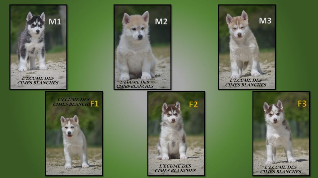 Chiot Siberian Husky de l'écume des cimes blanches