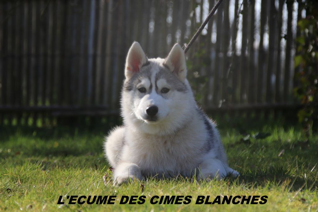 de l'écume des cimes blanches - Siberian Husky - Portée née le 28/10/2024