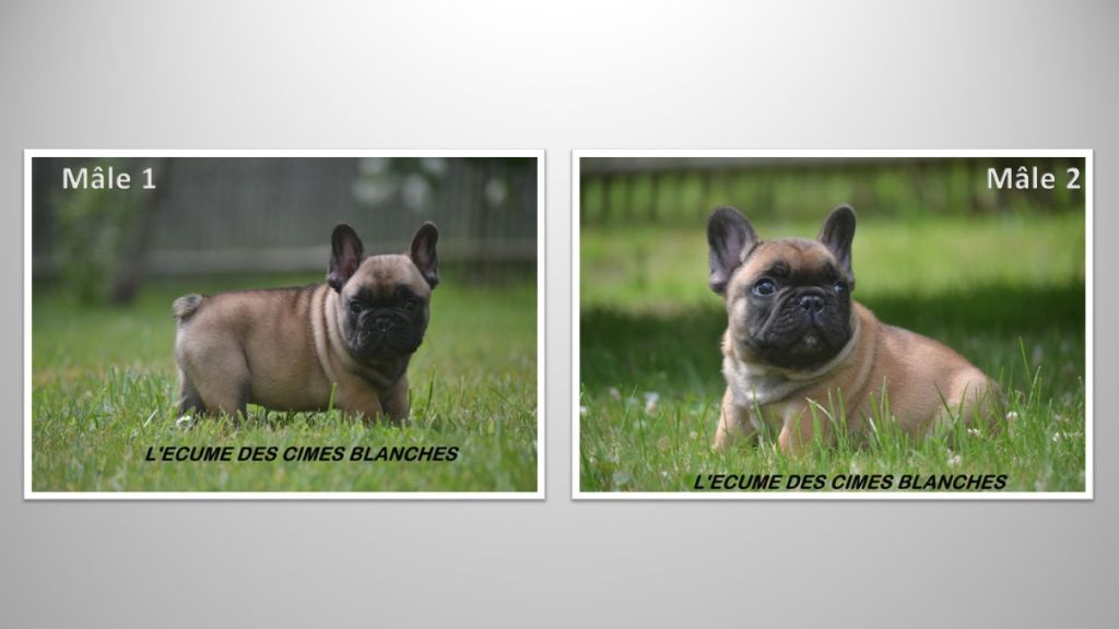 Chiot Bouledogue français de l'écume des cimes blanches