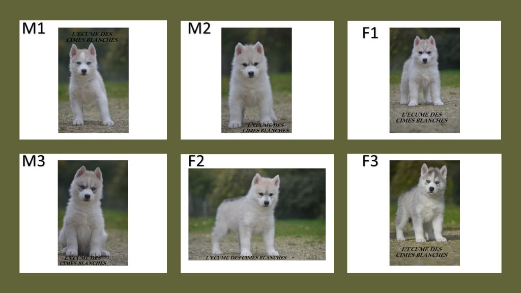 Chiot Siberian Husky de l'écume des cimes blanches