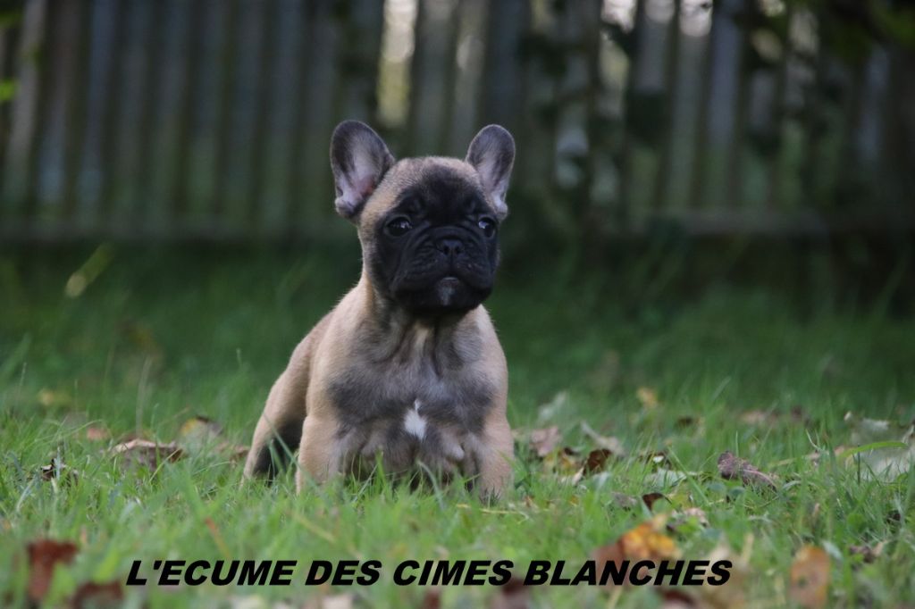 de l'écume des cimes blanches - Chiots disponibles - Bouledogue français