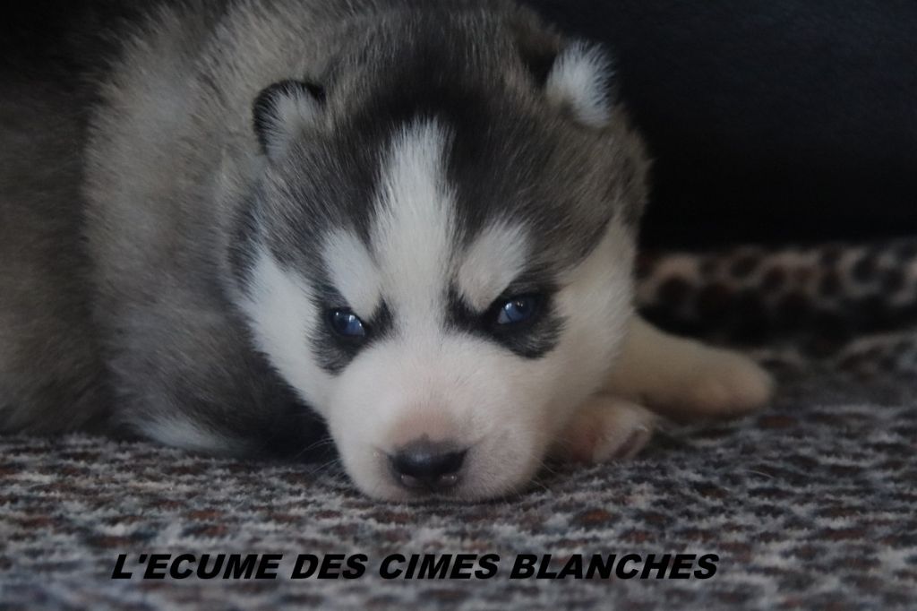 de l'écume des cimes blanches - Chiots disponibles - Siberian Husky