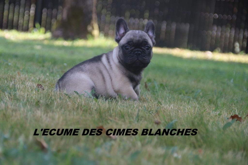 de l'écume des cimes blanches - Bouledogue français - Portée née le 09/05/2025