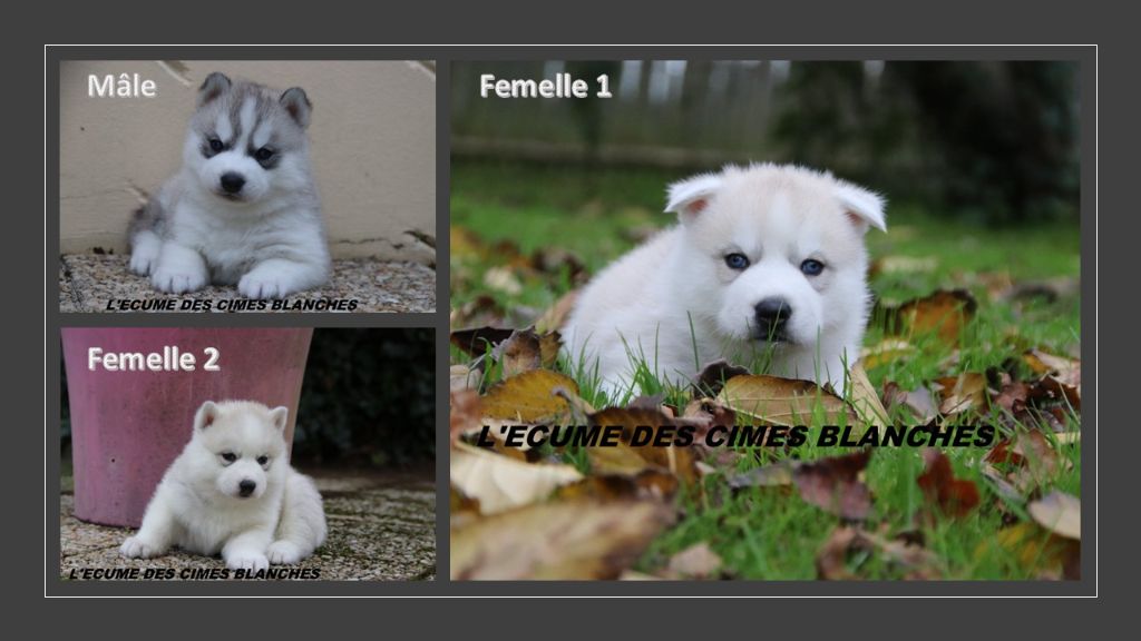 de l'écume des cimes blanches - Siberian Husky - Portée née le 12/11/2024