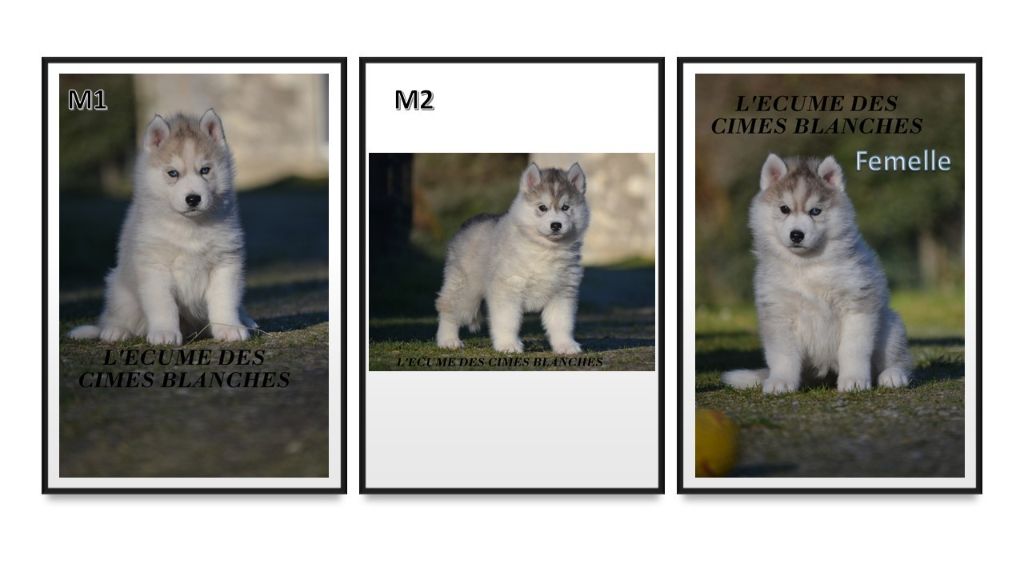 Chiot Siberian Husky de l'écume des cimes blanches