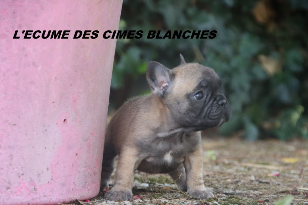 de l'écume des cimes blanches - Chiots disponibles - Bouledogue français