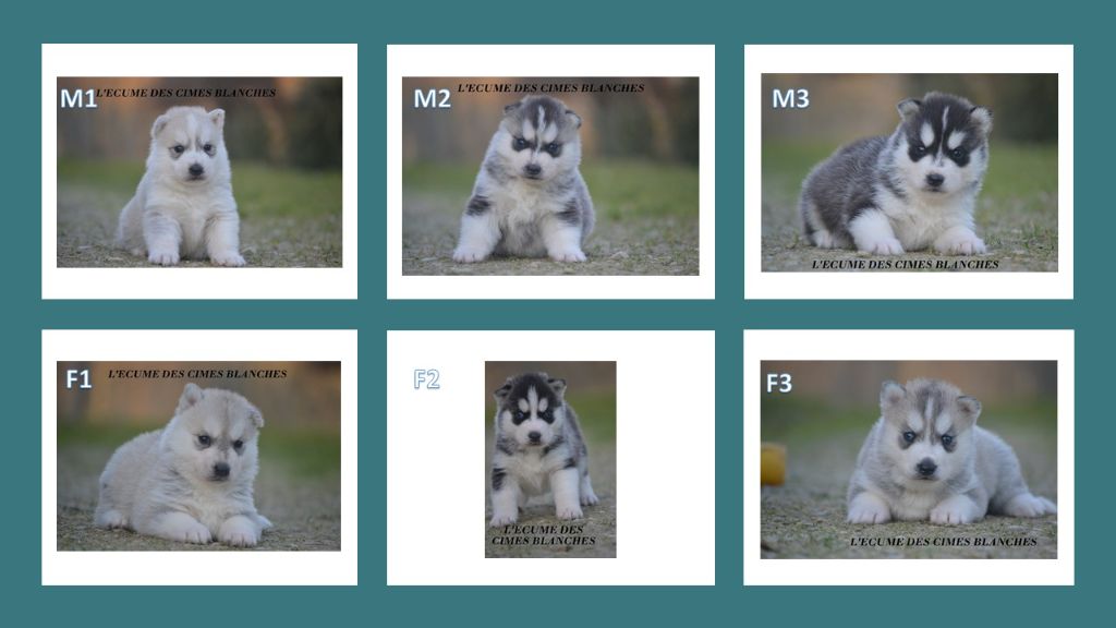 Chiot Siberian Husky de l'écume des cimes blanches