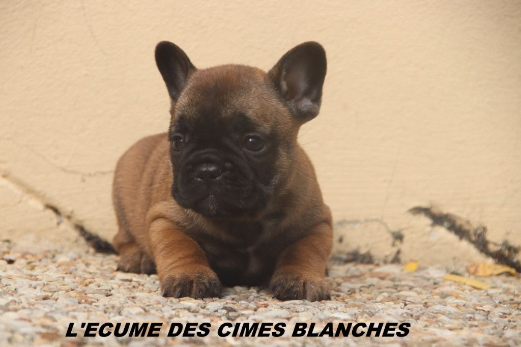 de l'écume des cimes blanches - Chiots disponibles - Bouledogue français